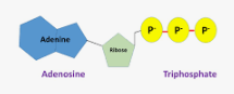<p>adenosine triphosphate</p><p>molecule that organisms use as a source of energy to perform work</p><p>ADP can be regenerated to ATP via the ATP cycle</p>