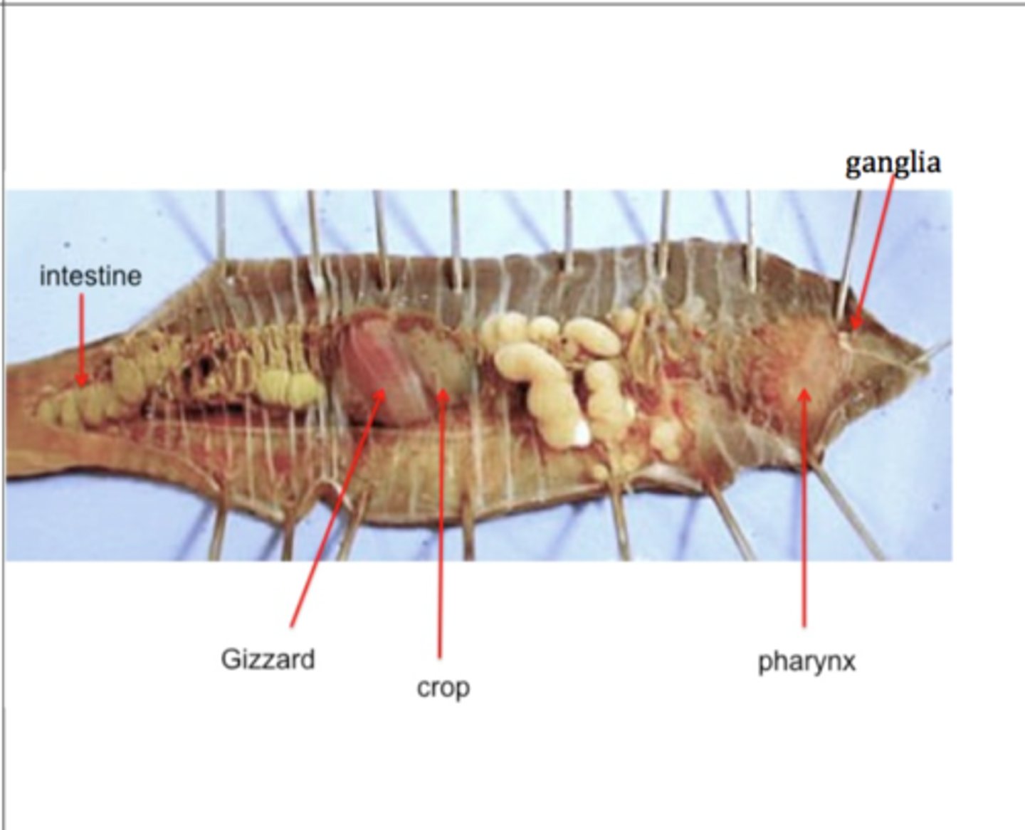 knowt flashcard image