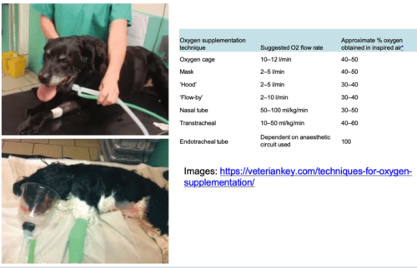 <p>it is important to preoxygenate C-section dogs for a minimum of 5 mins but to be prepared for....</p>