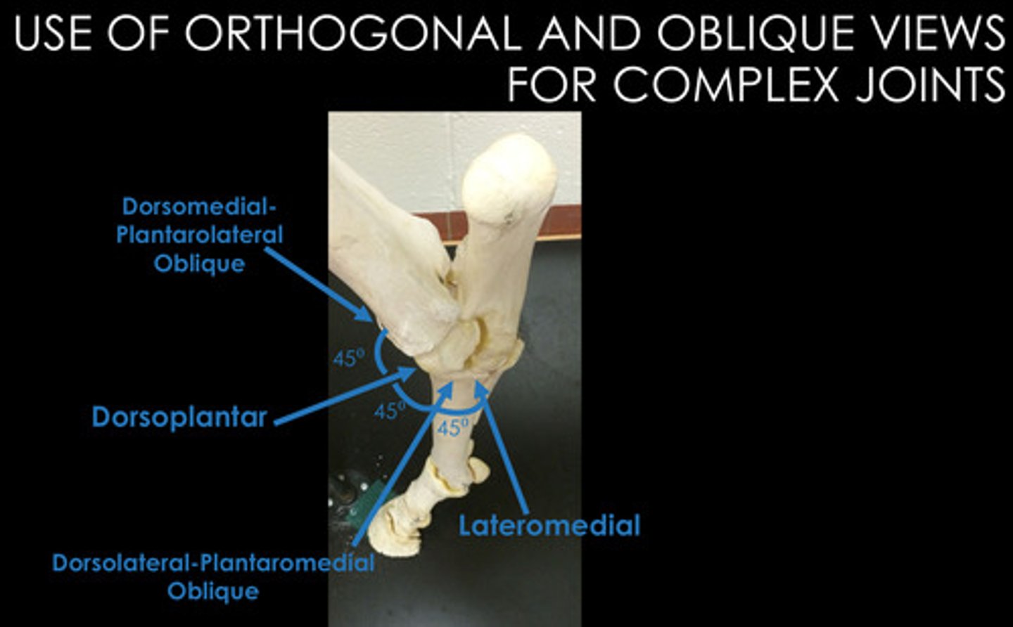 <p>For radiographs, the horse must stand "squarely" on the limb being radiographed. Why? Convention: Plate is always medial and almost always palmar/plantar.</p>