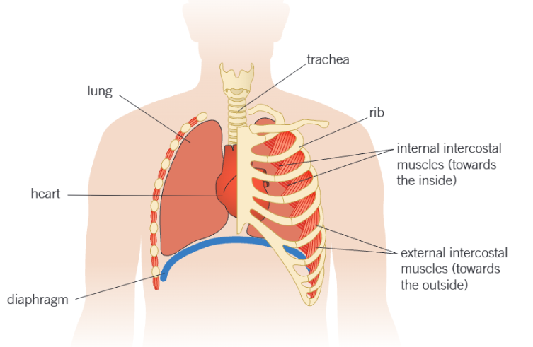 <p>ventilation=breathing</p><p>diaphragm- sheet of muscles separating the thorax from the abdomen</p><p>intercostal muscles- lie between the ribs<br>internal intercostal muscles- contraction leads to expiration(breathing out)<br>external intercostal muscles-contraction leads to inspiration(breathing in)</p>