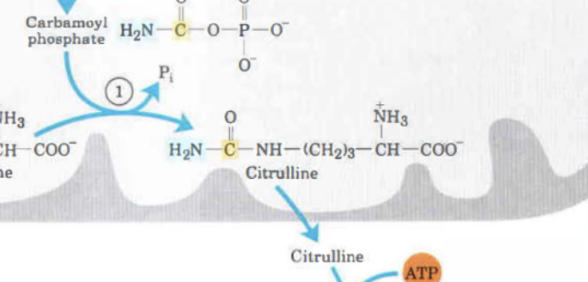 <p>Karbamoylfosfat kommer att reagera med ornitin för att bilda citrulin. En P<sub>i</sub> utgår. Det katalyseras av <strong>ornitin transkarbamoylas</strong>. </p>