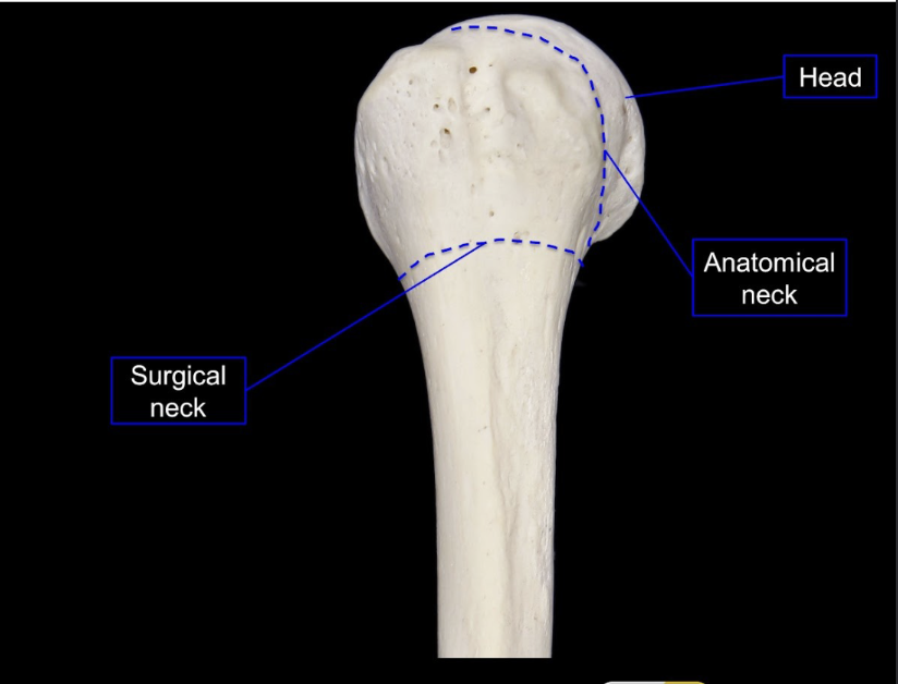 <p>Surgical neck, anatomical neck, head</p>
