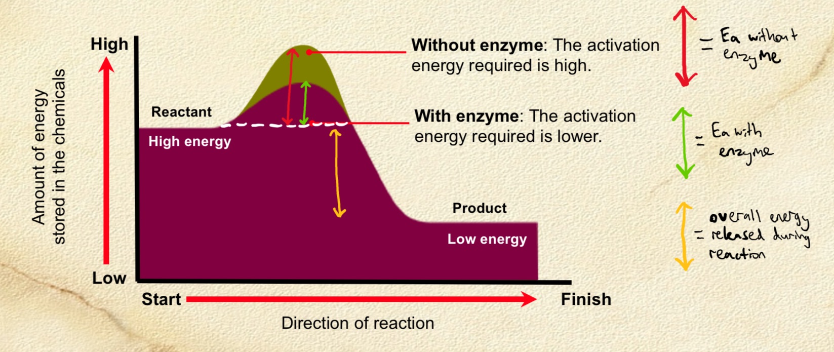<p>. are catalysts that speed up reactions by influencing the stability of bonds in the reactants</p><p>. may also provide an alternative reaction pathway, lowering activation energy needed for reaction to take place </p>