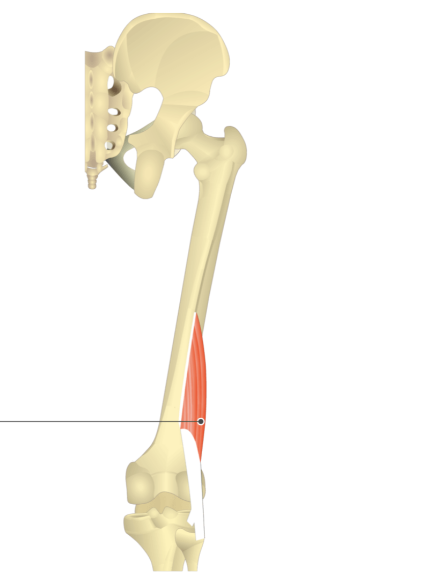 <p></p><p>origin: linea aspera</p><p>insertion: lateral condyle of tibia and head of fibula</p>