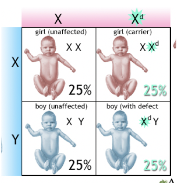 <ul><li><p>A person (usually female) who has&nbsp;one normal allele&nbsp;and&nbsp;one faulty allele&nbsp;for a sex-linked disorder.</p></li><li><p>They&nbsp;don’t show symptoms, but they&nbsp;can pass it on&nbsp;to their children.</p></li></ul><p></p>