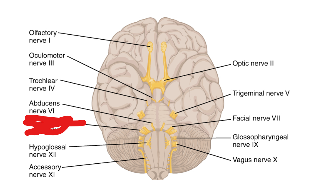 <p>What Cranial Nerve Is this?</p>