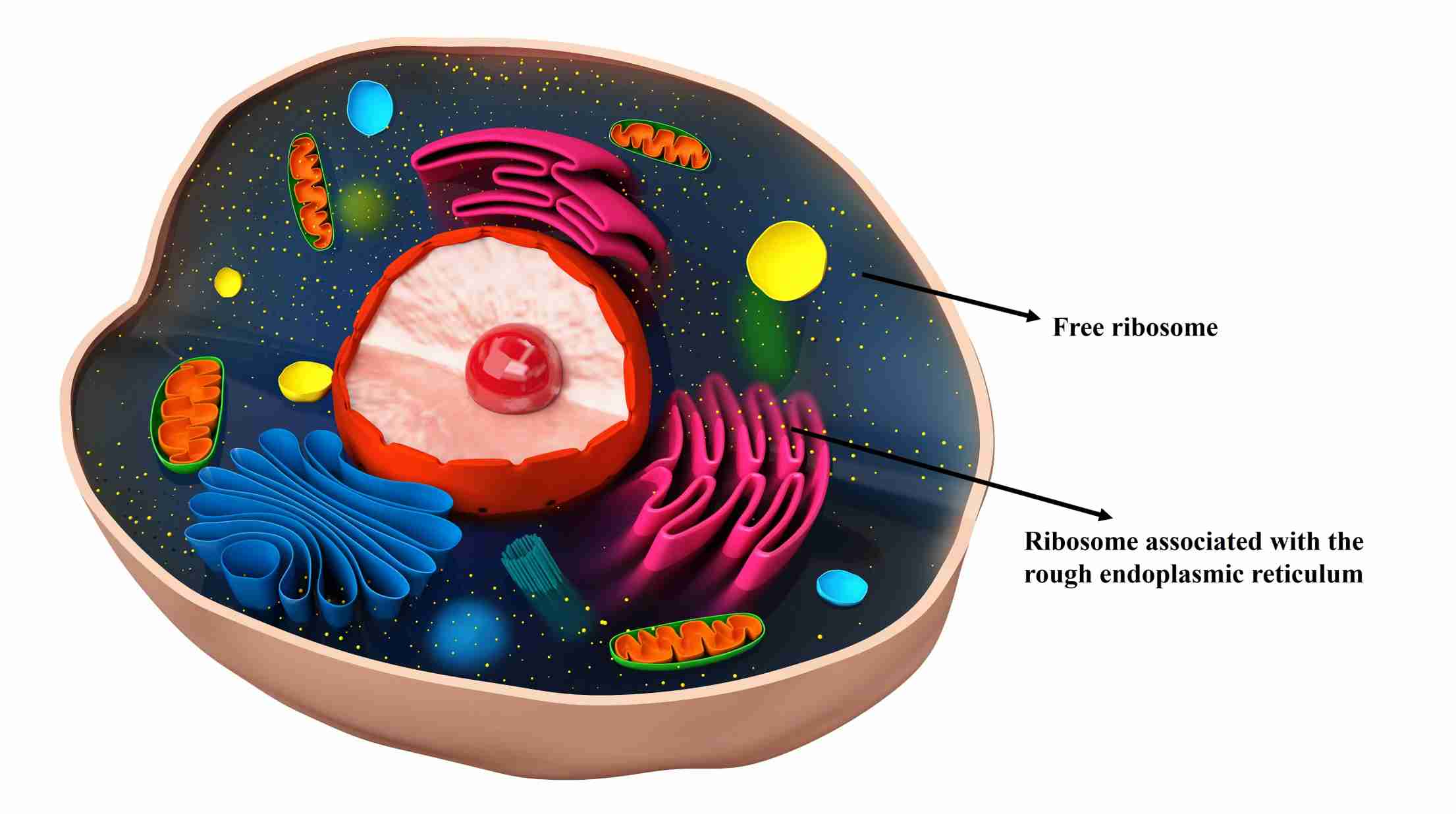 <p>ribosome</p>