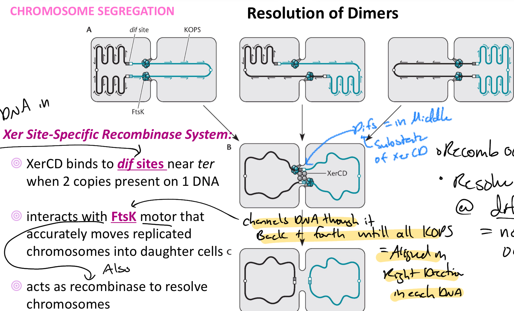 <p>Xer CD binds to <strong><u>Dif sites</u></strong> near<em> ter</em></p><ul><li><p>occurs when there are 2 copies of dif sites present on DNA</p></li></ul><p>Interact with <strong><u>FtsK</u></strong> motor that channels dimer back + forth until all <strong><u>KOPS sequences </u></strong>= aligned in the right direction in each DNA + Dif site = in middle/ DNA evenly split</p><p>Xer CD = cut + ligate at dif site into 2 separate strands</p><p></p>