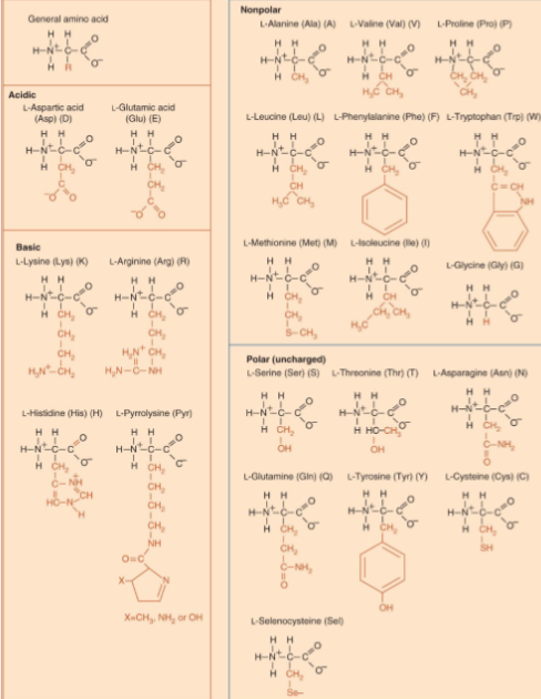 <p>monomer of proteins of which 22 are encoded</p><p>amino group and carboxyl group are charged at physiological pH</p><p>side chain confers properties to the amino acids (polarity for water solubility, basicity/acidity for charge, bulk)'</p><p>all except glycine are chiral and exist as enantiomers (non-superimposable mirror images); mostly L-amino acids</p><p>peptide bond is made between carboxyl group and amino group</p>