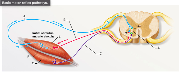 The synapse between which of the following two neurons is a part of a monosynaptic reflex arc?