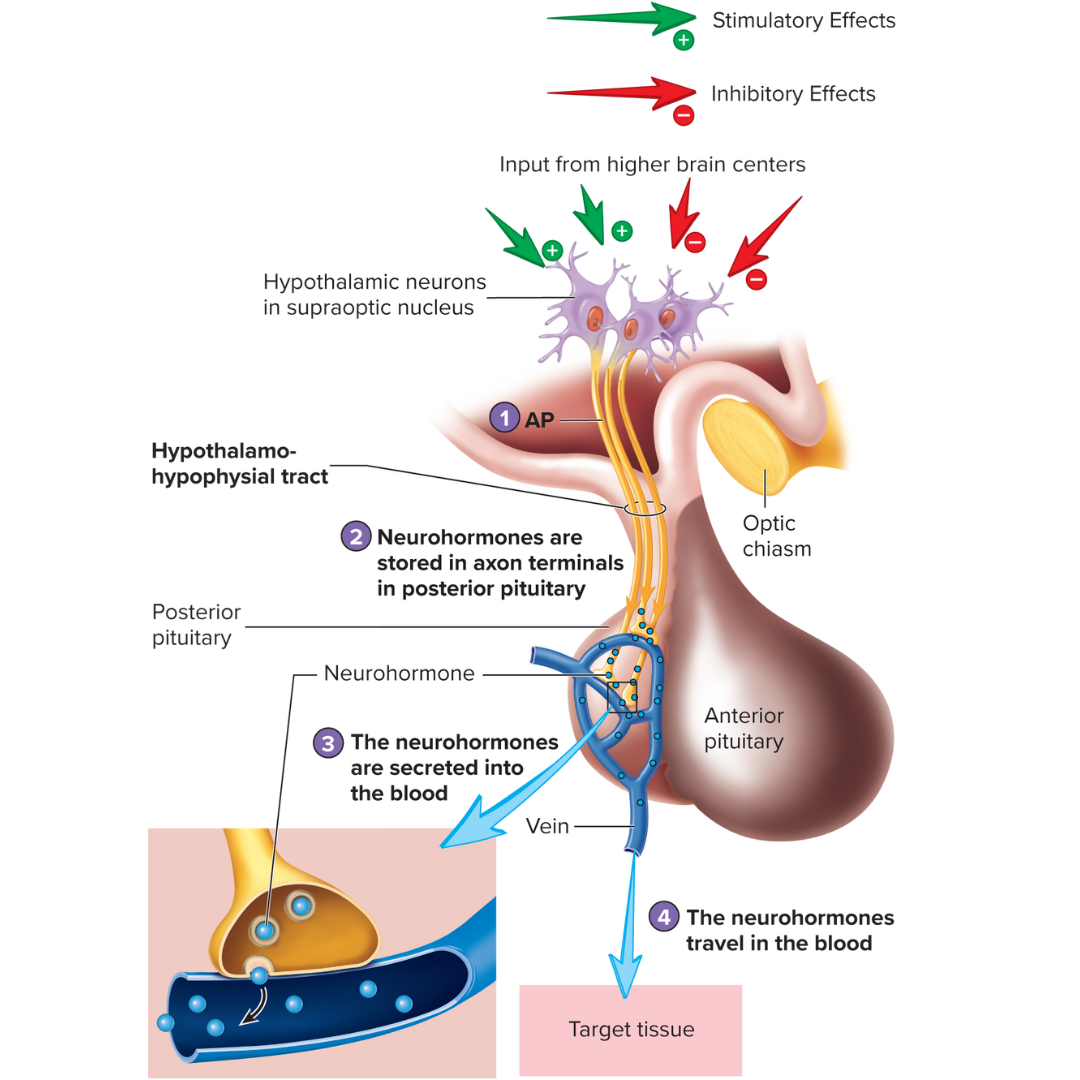 <p><span>hypothalamohypophysial tract</span></p>