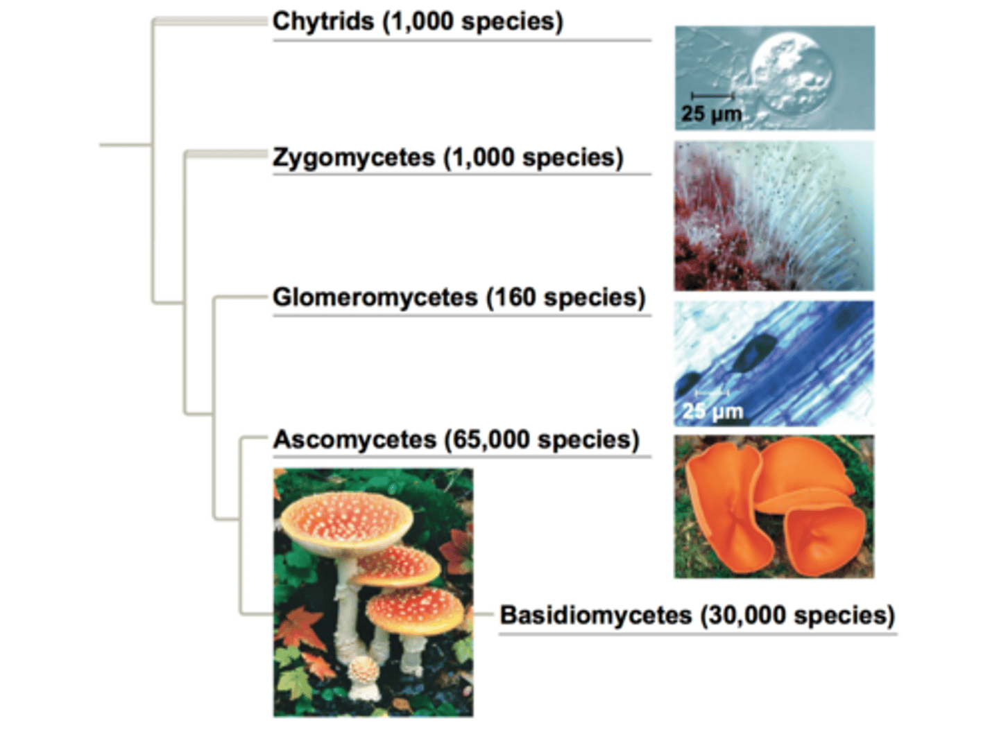 <p>1. Chytrids</p><p>2. Zygomycetes</p><p>3. Glomeromycetes</p><p>4. Ascomycetes</p><p>5. Basidiomycetes</p>