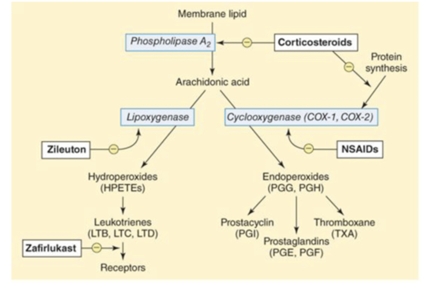 <p>Phospholipase A2</p>