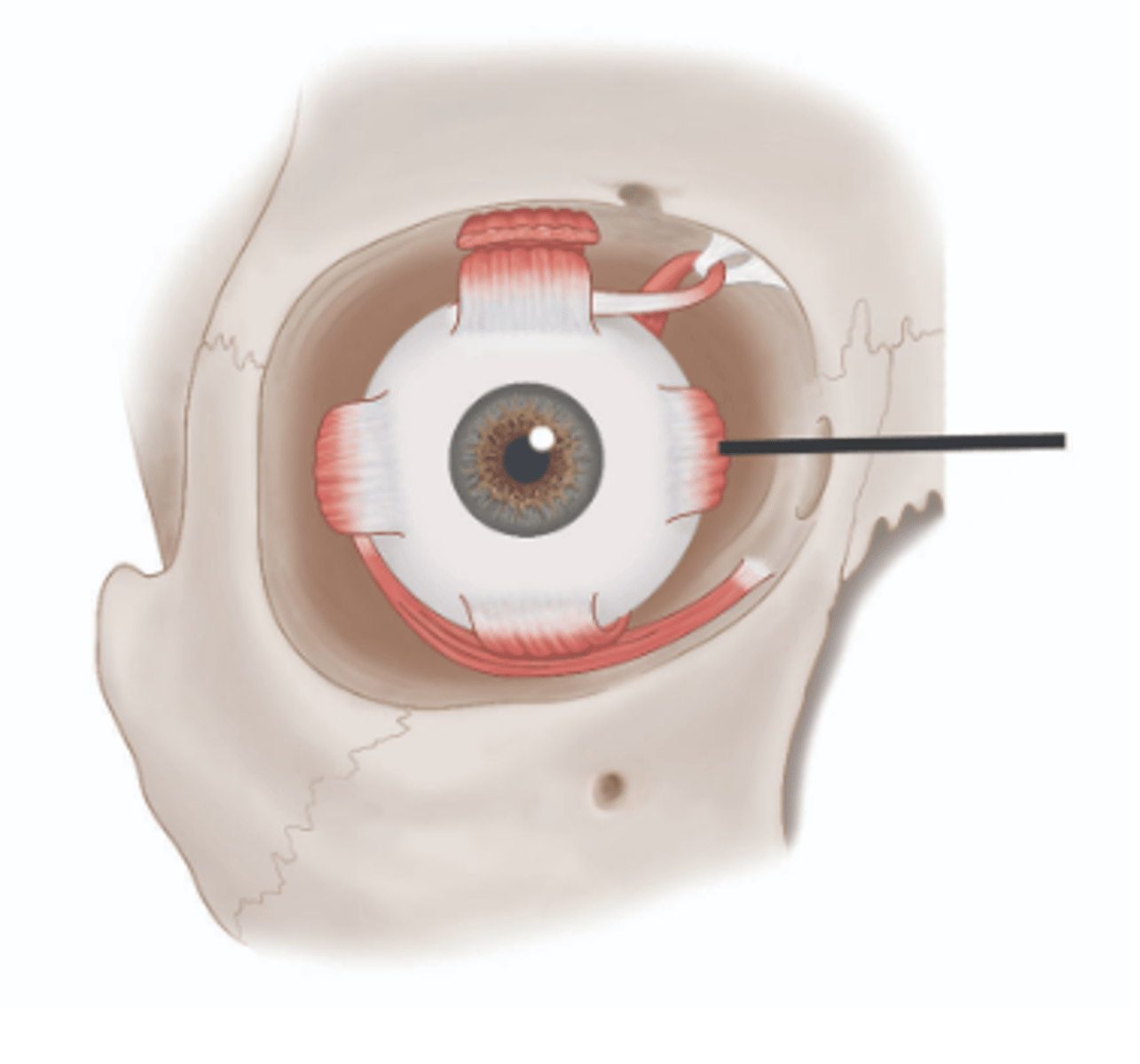 <p>Identify structure.</p>