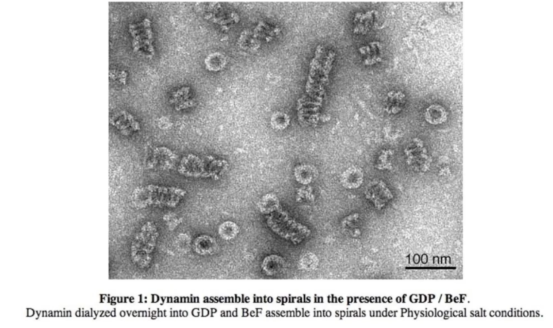 <ul><li><p>Dynamin forms <strong>spiral (corkscrew-like)</strong> polymers</p></li><li><p>These <strong>helical structures</strong> wrap around the vesicle neck</p></li><li><p>Seen clearly when GDP is present (post-GTP hydrolysis)</p></li></ul><p></p>
