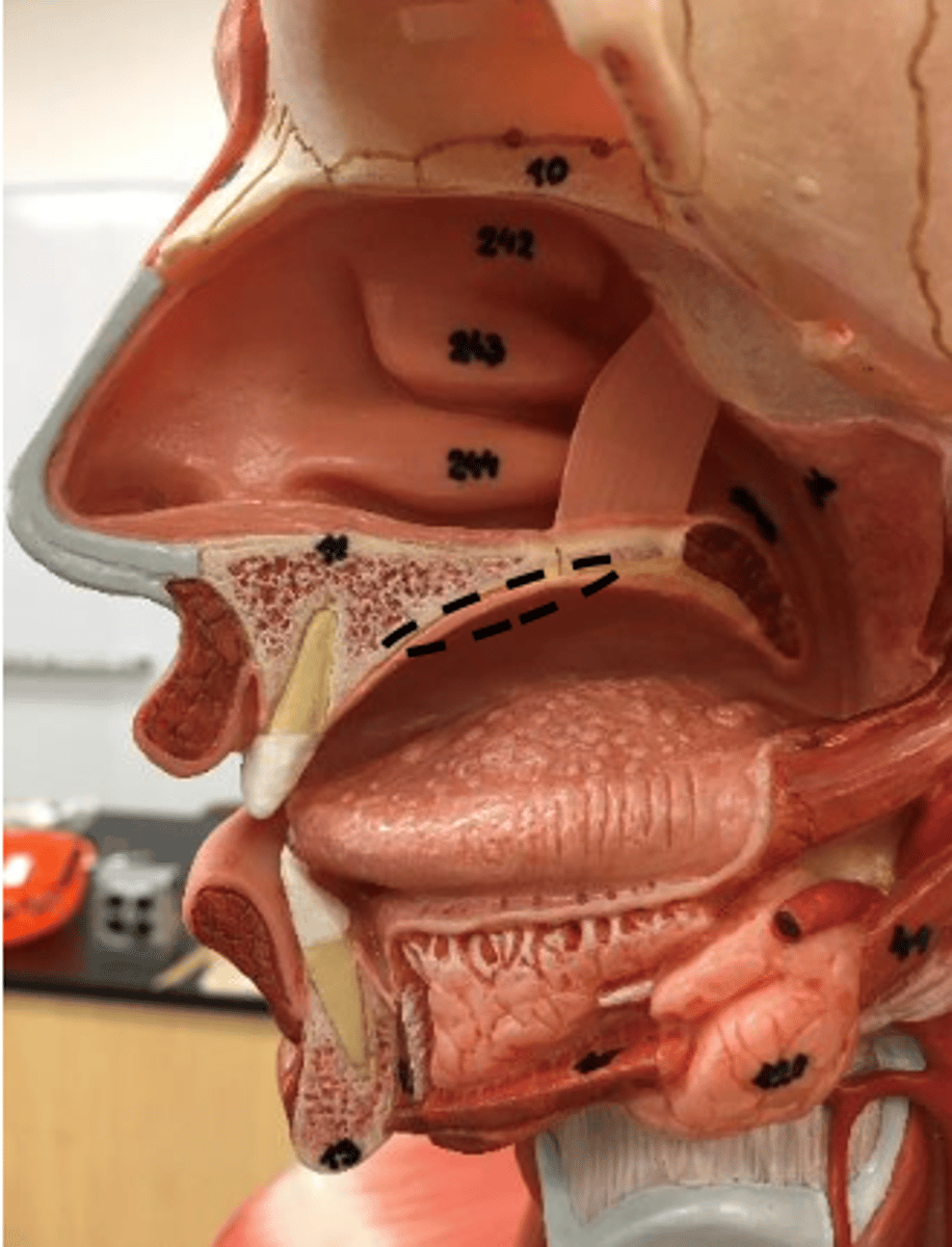 knowt flashcard image