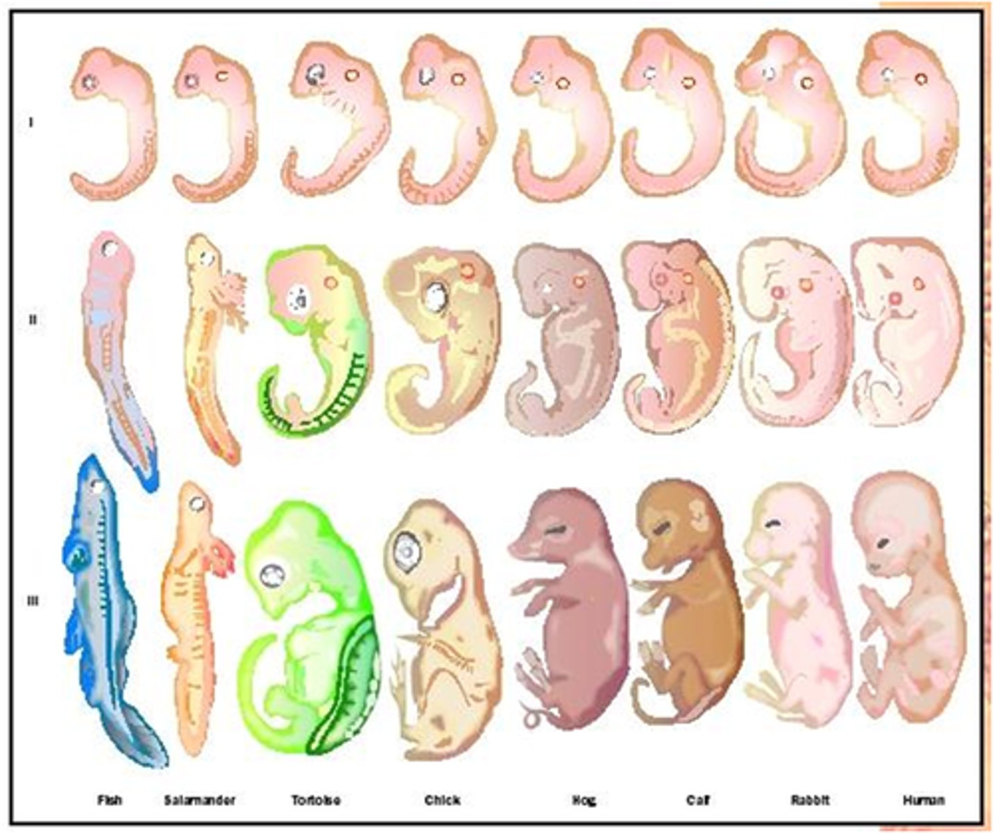 <p>Embryos of vertebrates share many anatomical homologies.</p>