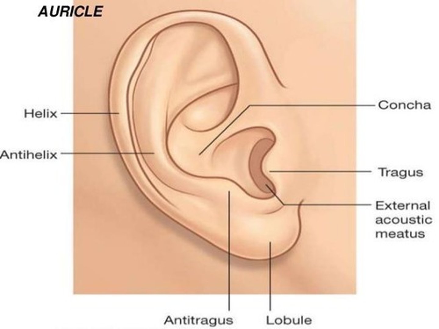 <p>Also known as Pinna; made of cartilage and skin.</p>