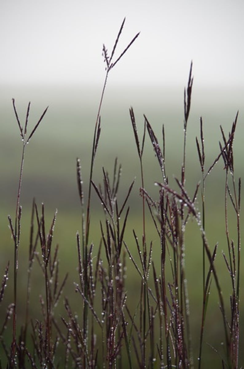 <p>Large warm-season grass, blue/purple stem and flower color, flat or rolled leaf blade, panicles of two to seven (most common three)</p>