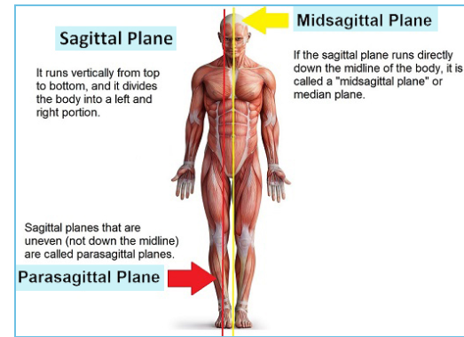 <p>Cuts through the exact center of the body or organ</p>