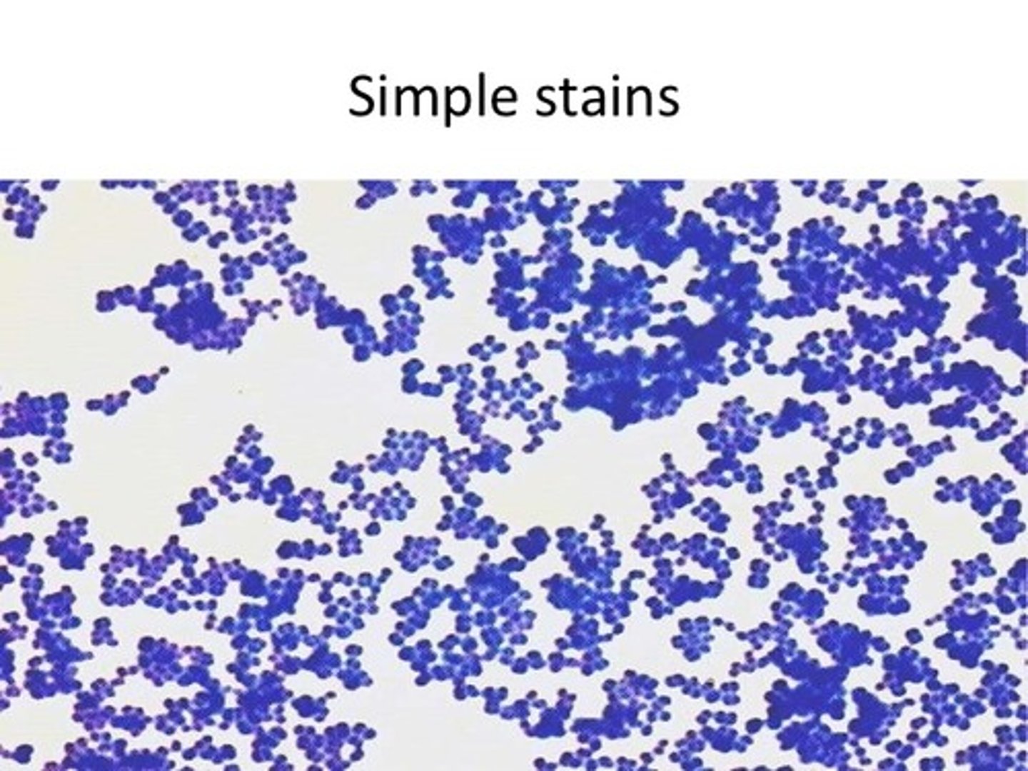 <p>True size, shape/morphology and arrangement</p>