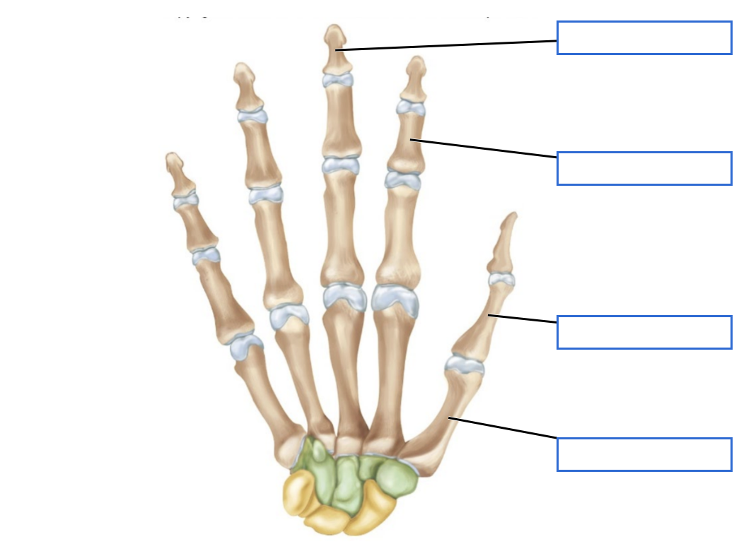 <p>Identify the groups of bones as indicated by the pointers</p>