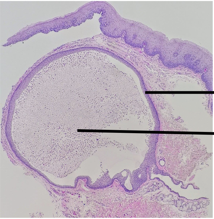 <p>Label top to bottom and diagnose</p>