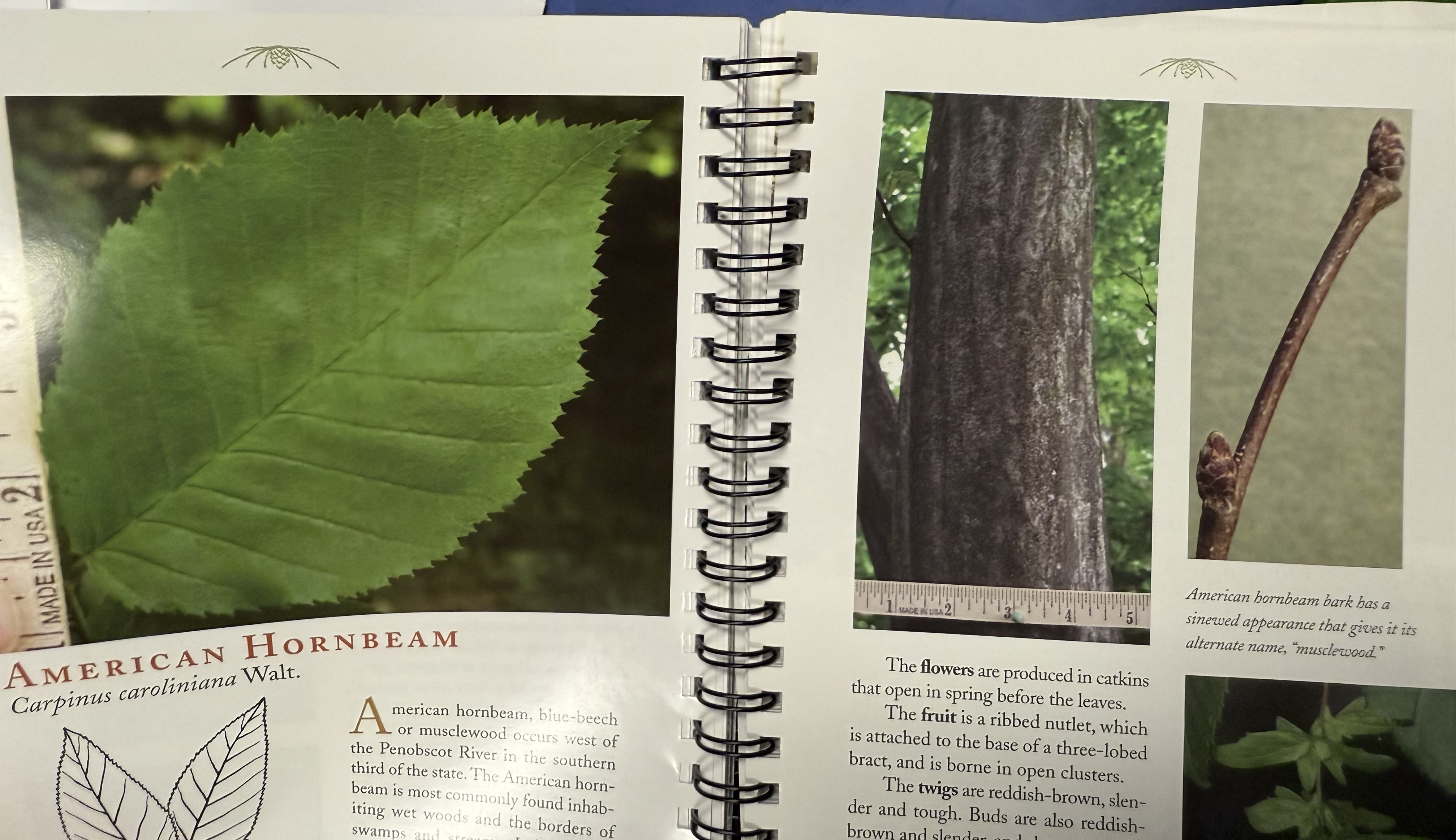 <p>musclewood (hornbeam, blue beech)</p>