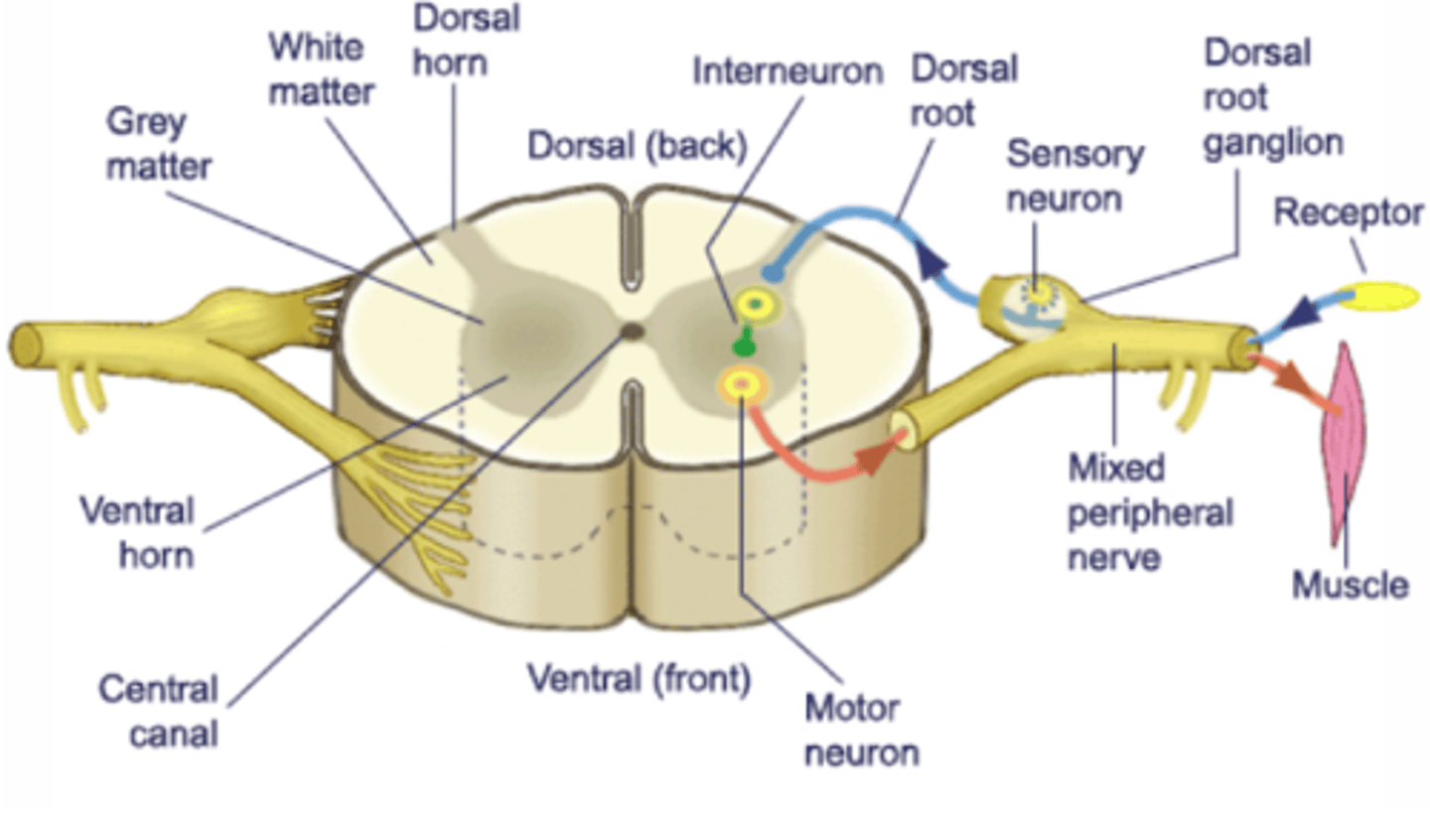 <p>What is the neuro pathway for a sensory neuron?</p>