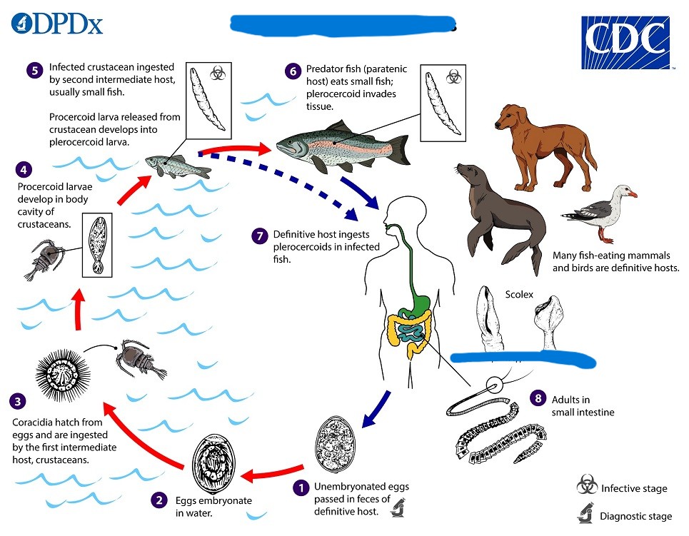 <p>What parasite has this life cycle?</p>