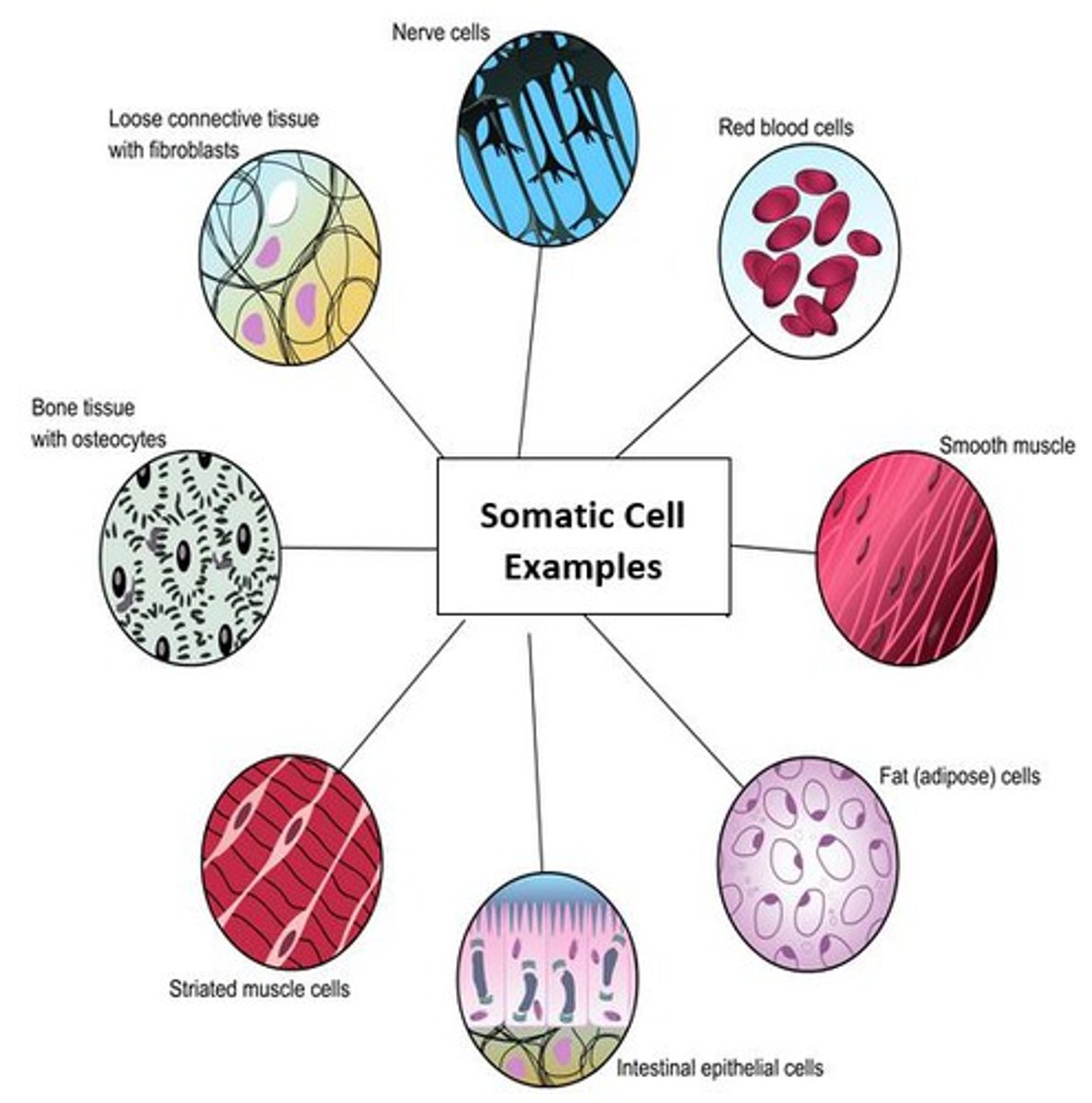 <p>Any cells in the body other than reproductive cells, produced by mitosis</p>