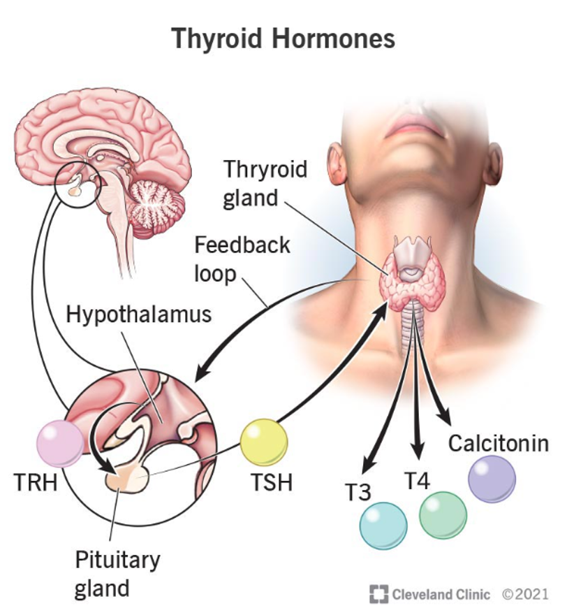 <p>T4, T3 (needs iodine from diet, released by TSH), calcitonin</p>