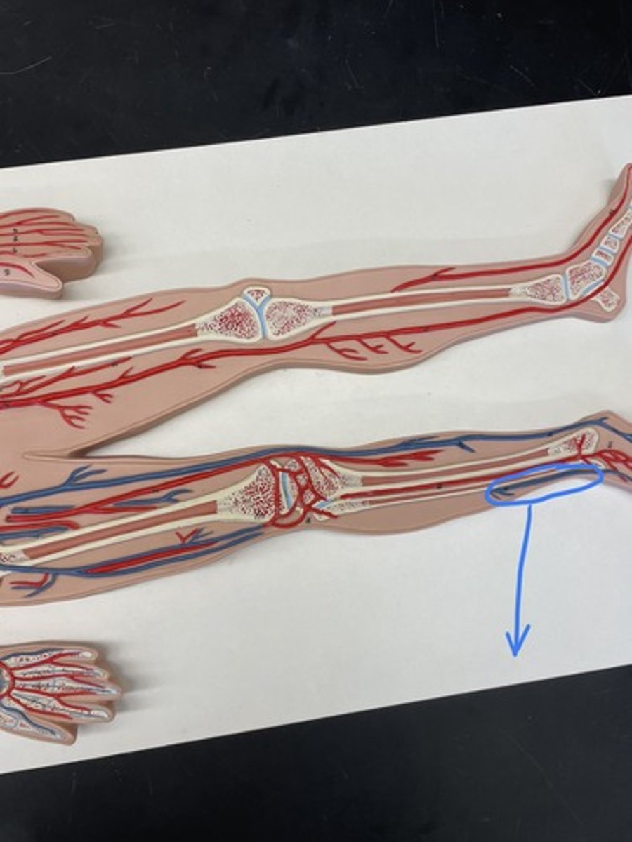 <p>longest vein in the body, travels along medial leg; empties into the femoral vein</p>