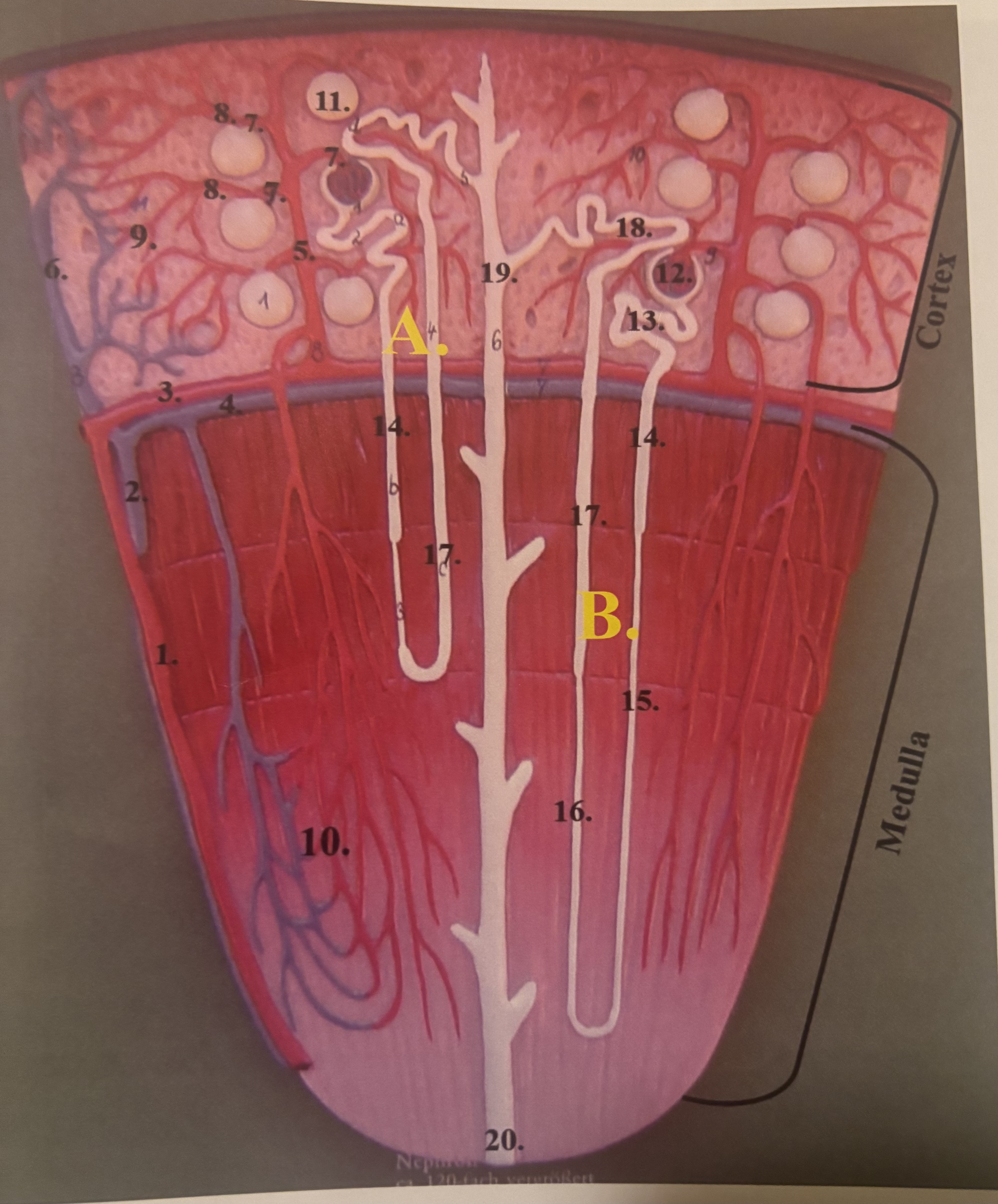 <p>16</p>