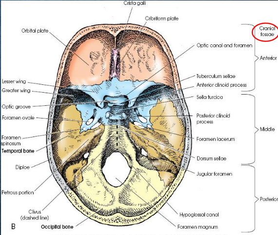 <p>internally, divided into three regions</p><ul><li><p>anterior cranial fossa: houses the frontal lobes of the cerebrum; extends from anterior frontal bone to lesser wings of sphenoid</p></li><li><p>middle cranial fossa: houses temporal lobes; extends from lesser wings of sphenoid to apices of petrous ridges</p></li><li><p>posterior cranial fossa: deep depression posterior to petrous ridges; protects cerebellum, pons, and medulla oblongata</p></li></ul><p></p>