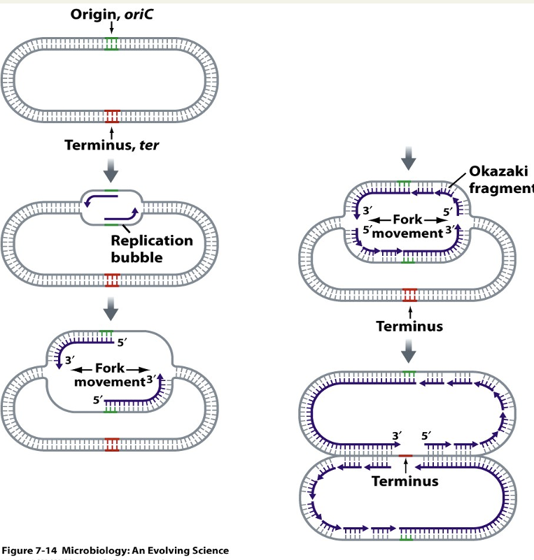 <p>Small pieces of DNA. DNA polymerase can only synthesise from 5’ to 3’: works for bottom strand but not top as complementary = when fork opens it puts small amount of sequence that is 3’ so DNA polymerase can work then adds another small amount etc = small gap so ligases join small pieces of strands. </p>