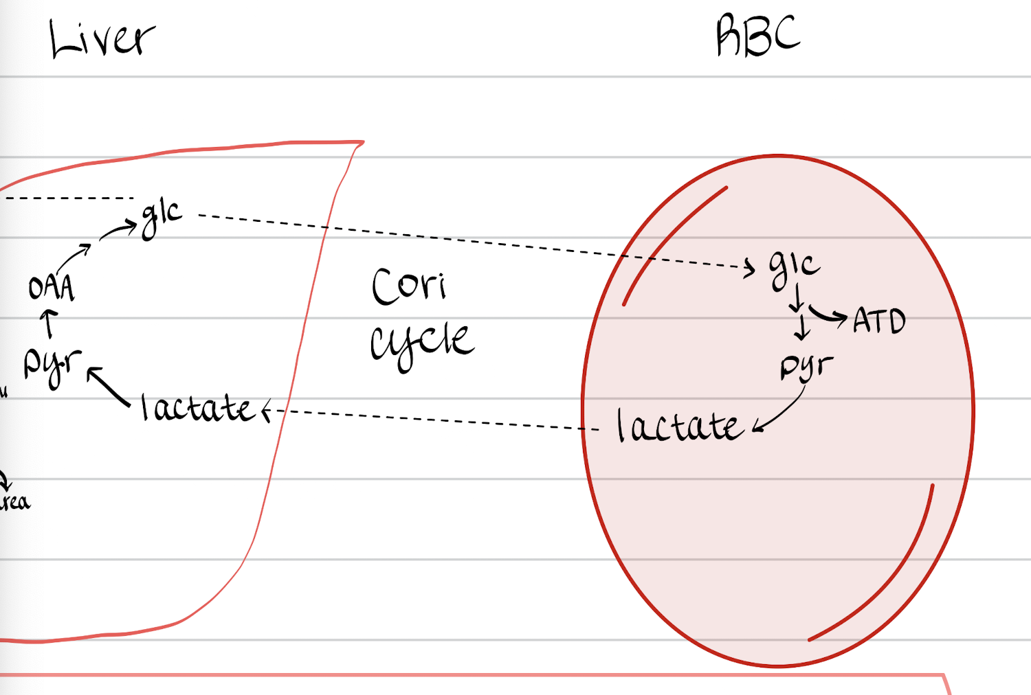 <p><span><span>Converts lactate produced during anaerobic exercise in muscles into glucose in the liver.</span></span></p>