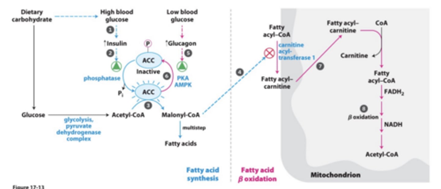 <p>• Acetyl CoA carboxylase (ACC) phosphorylation/dephosphorylation is critical</p><p>• Follows the phosphorylation rule of Chapter 15</p>