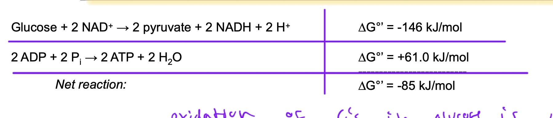 <p>ATP hydrolysis (exergonic)</p>
