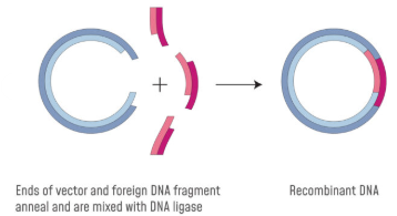 <p>The desired gene (cDNA) is inserted into the plasmid.</p><p>The complementary base pairs anneals using the enzyme DNA ligase.</p><p>It forms recombinant DNA.</p>