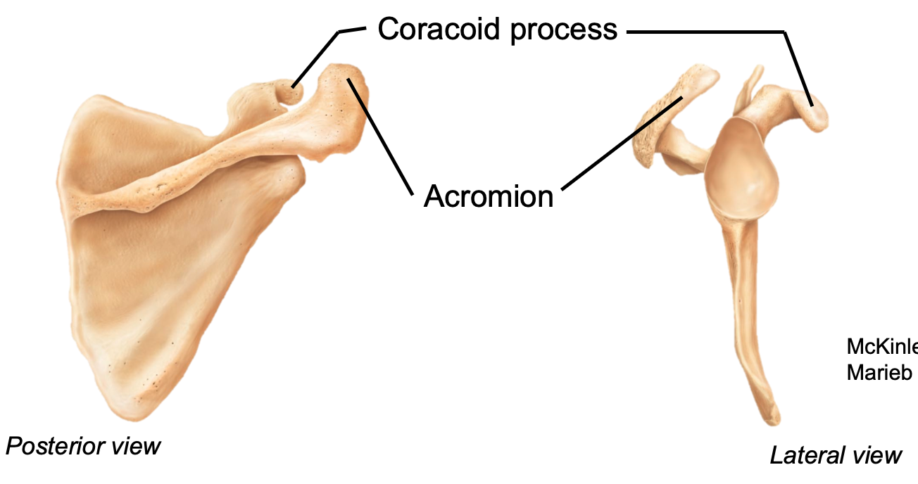 1. Appendicular skeleton 
2. Located in pectoral girdle on scapula 
3. Attachment point of the biceps muscle
4. Located anteriorly