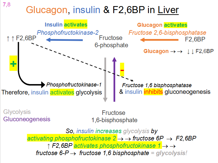 <p>Glucagon, Insulin and F2,6BP in liver</p>