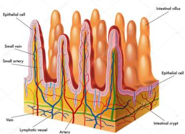 <p>microvilli</p>