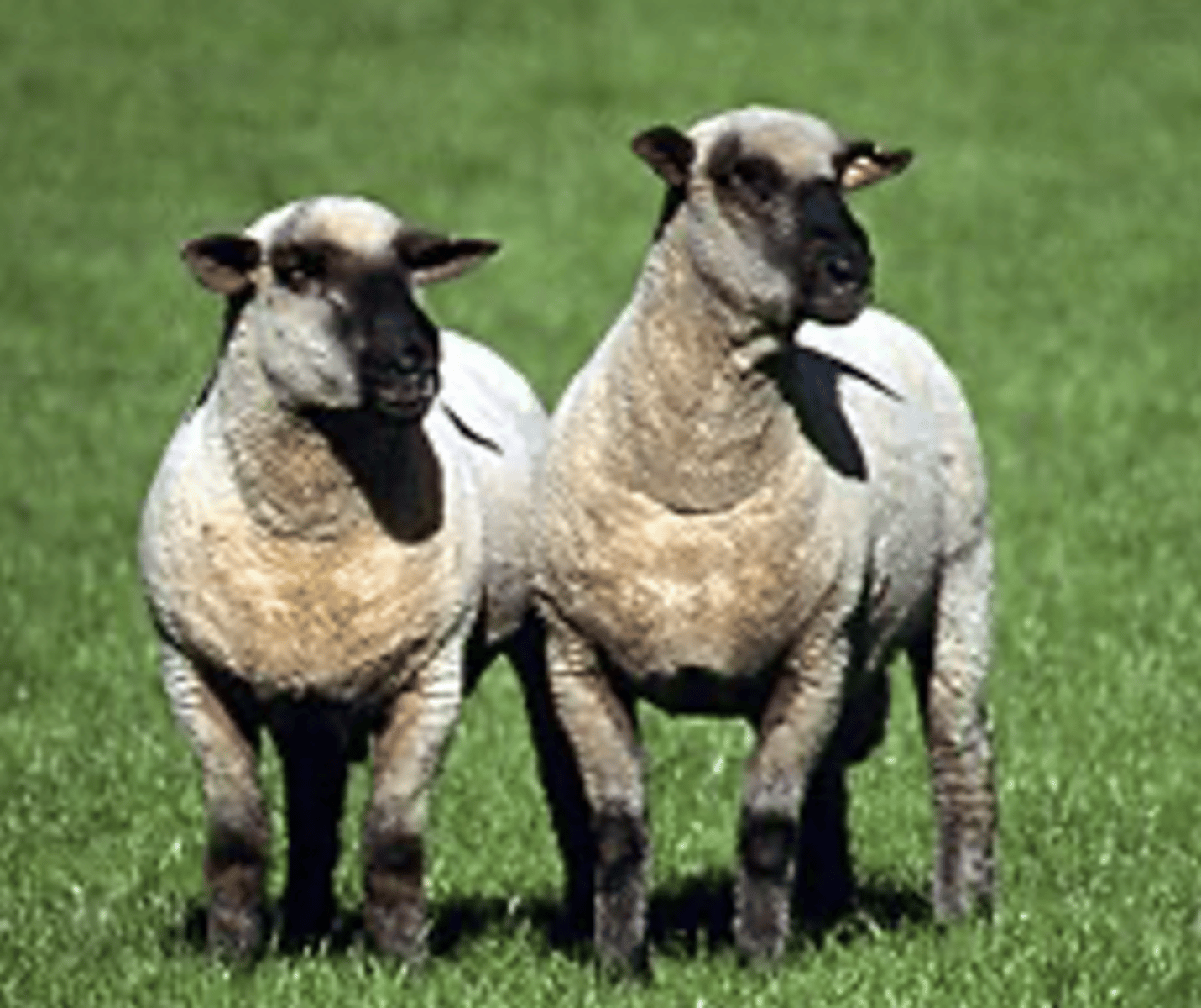 <p>a.Good Fleece</p><p>b.Good muscling and size</p><p>c.Often used to crossbreed rams: increase lamb size</p><p>d.Docile and good mothers</p><p>e.large-bodied, hornless, and short</p><p>f.has a brown face and legs covered in white wool, and has short fleece.</p><p>g.Wool on poll and cheeks</p>