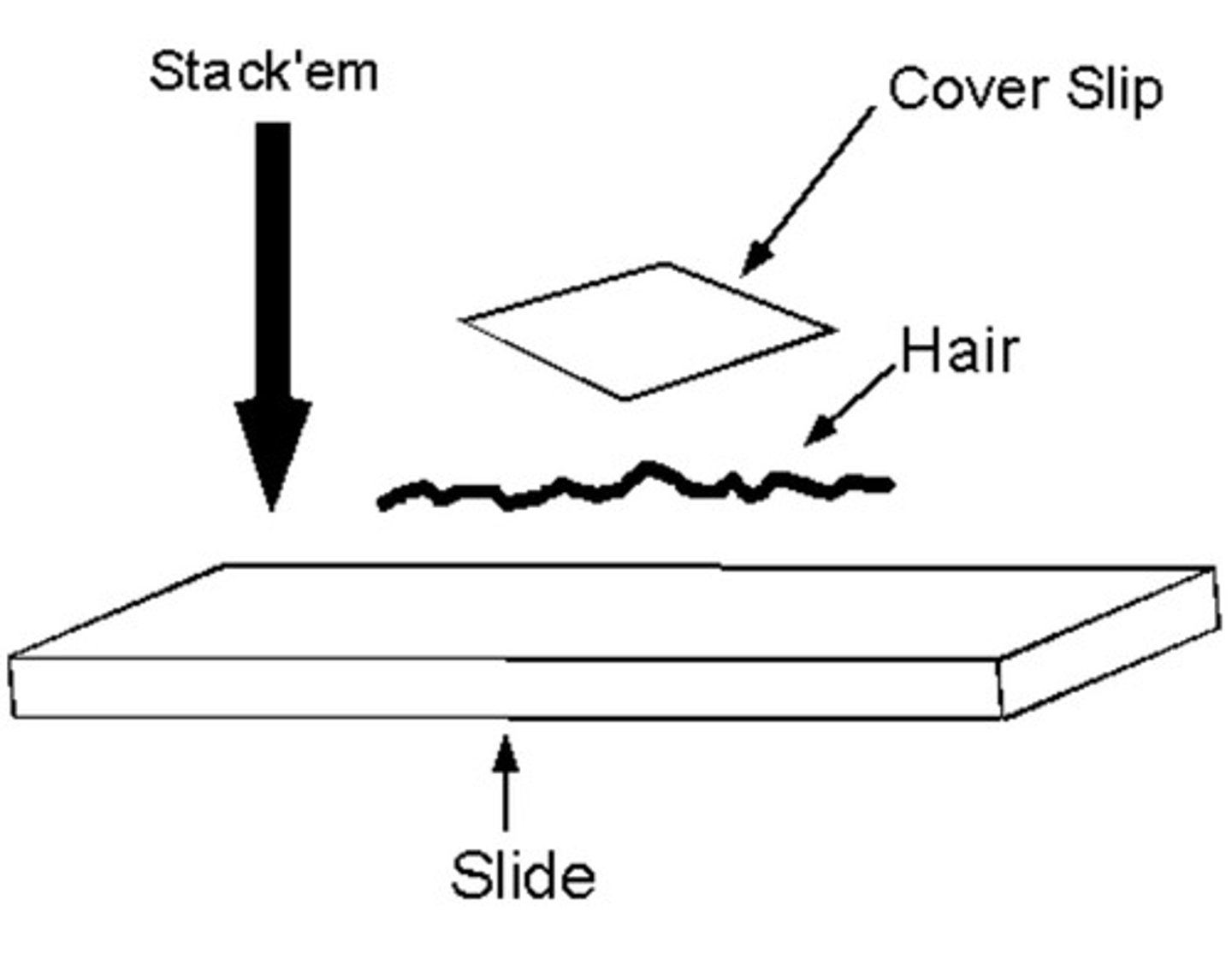 <p>- Cut very thin sample of specimen, put specimen flat on slide, add a stain, place cover slip on with mounting needle</p><p>- Sample must be thin because light rays do not penetrate far through tissue</p>