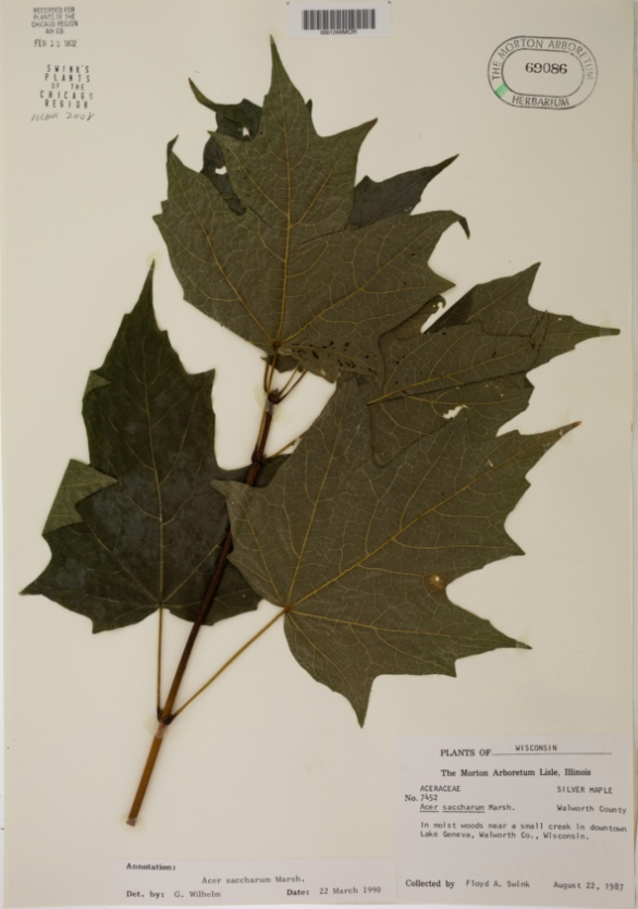 <p>Sapindaceae</p>