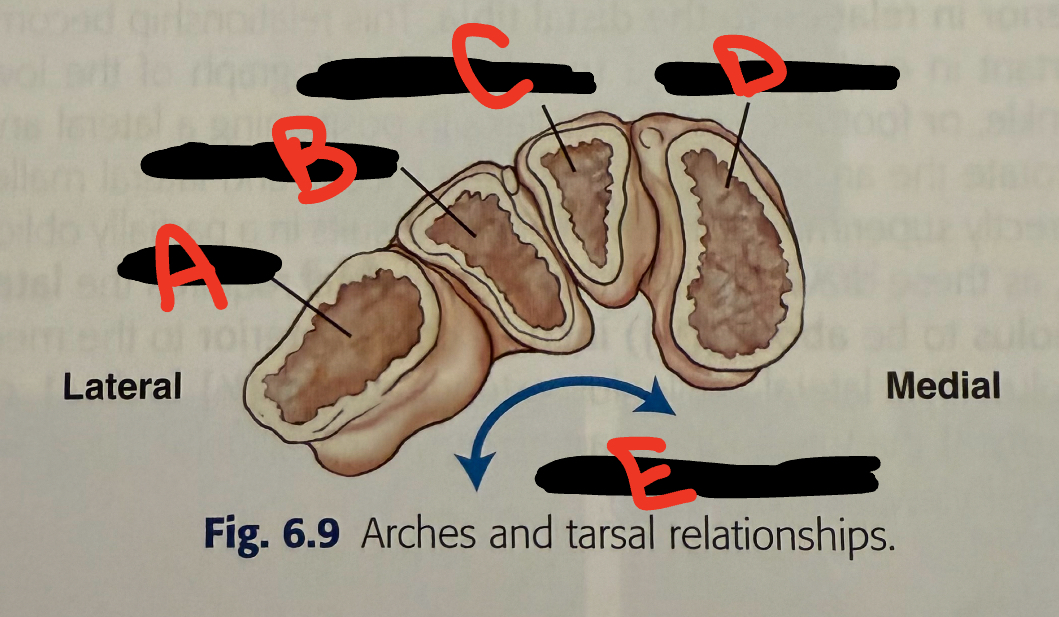 <p>E</p>