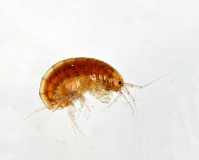 <p></p><img src="https://knowt-user-attachments.s3.amazonaws.com/29647338-2ff0-47f4-a739-c8840c4690c5.png" data-width="100%" data-align="center"><img src="https://knowt-user-attachments.s3.amazonaws.com/dab55102-663e-41df-875c-ccf6fe922872.jpg" data-width="100%" data-align="center"><p></p>