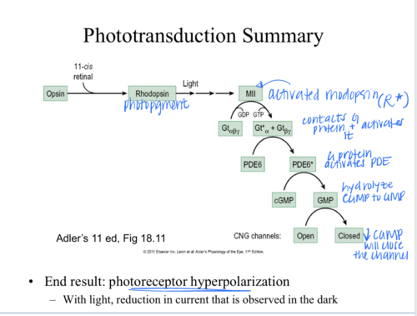 <p>What are the differences in rods/cones that are different than other CNS neurons?</p>